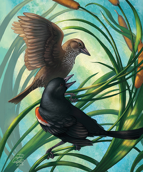 Losing Altitude Book — Tricolored Blackbird